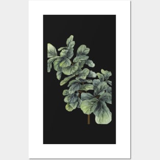 Fiddle Leaf Fig Tree Posters and Art